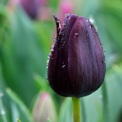 Tulip Bulb