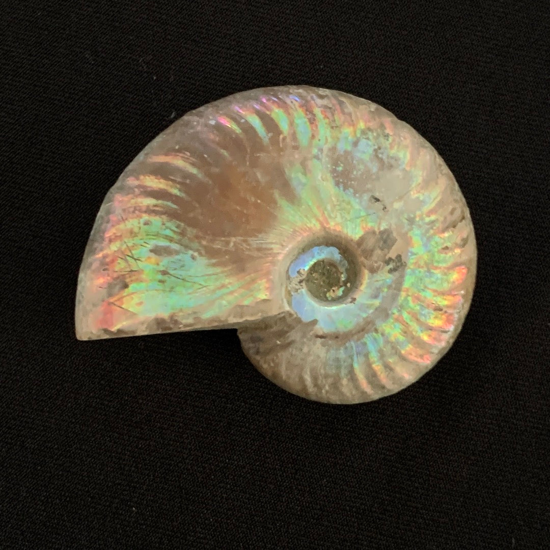 Surprising Pebble - Iridescent Ammonite Fossil