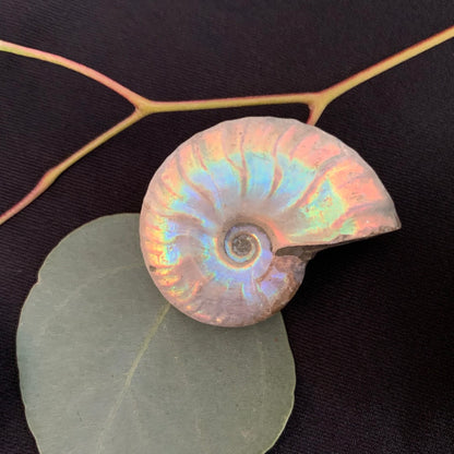 Surprising Pebble - Iridescent Ammonite Fossil