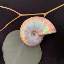 Load image into Gallery viewer, Surprising Pebble - Iridescent Ammonite Fossil
