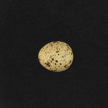 Load image into Gallery viewer, Tiny Egg - Empty Button Quail Eggshell
