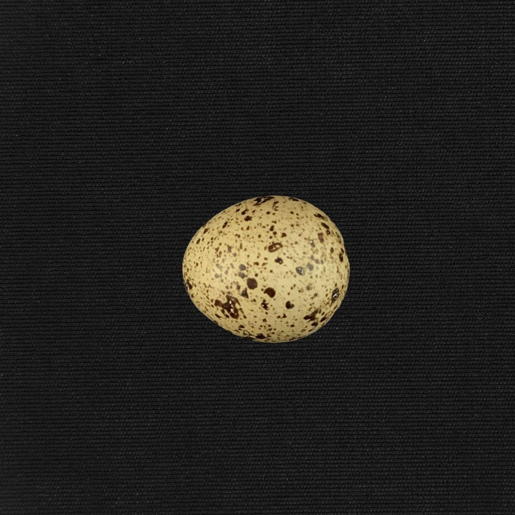 Tiny Egg - Empty Button Quail Eggshell