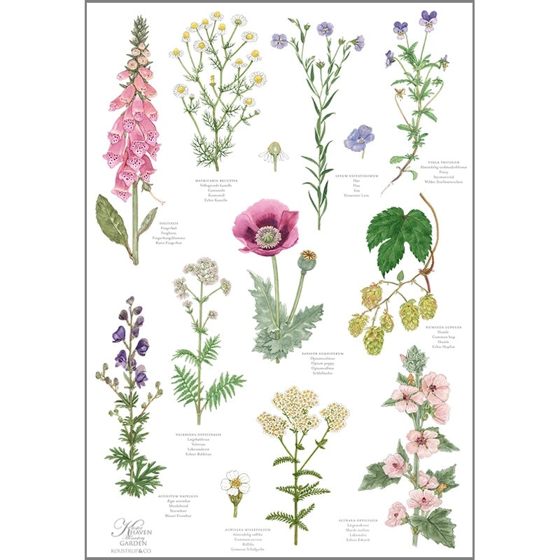 Visual Guide to Remedies and Poisons - Floral Tea Towel