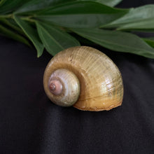 Load image into Gallery viewer, Snail Shell - Ethically Sourced Apple Snail Shell
