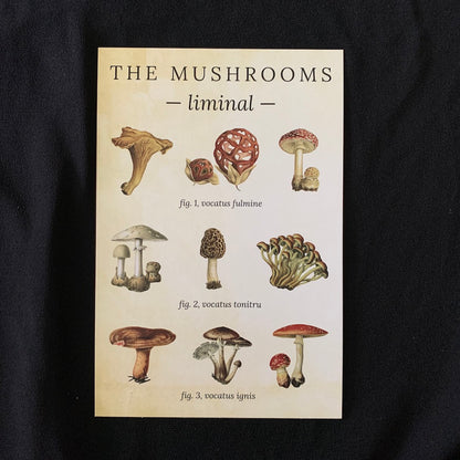 Birdmoss Subscription Mushrooms Gift Box