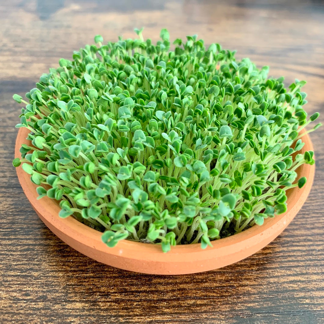 Mini Meadow - Desktop Garden Kit