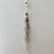 Load image into Gallery viewer, Nest of Moss - Spanish Moss Air Plant
