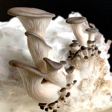 Load image into Gallery viewer, Oyster Mushroom Growing Kit
