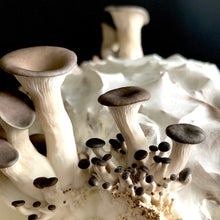 Load image into Gallery viewer, Birdmoss Subscription Mushrooms Gift Box
