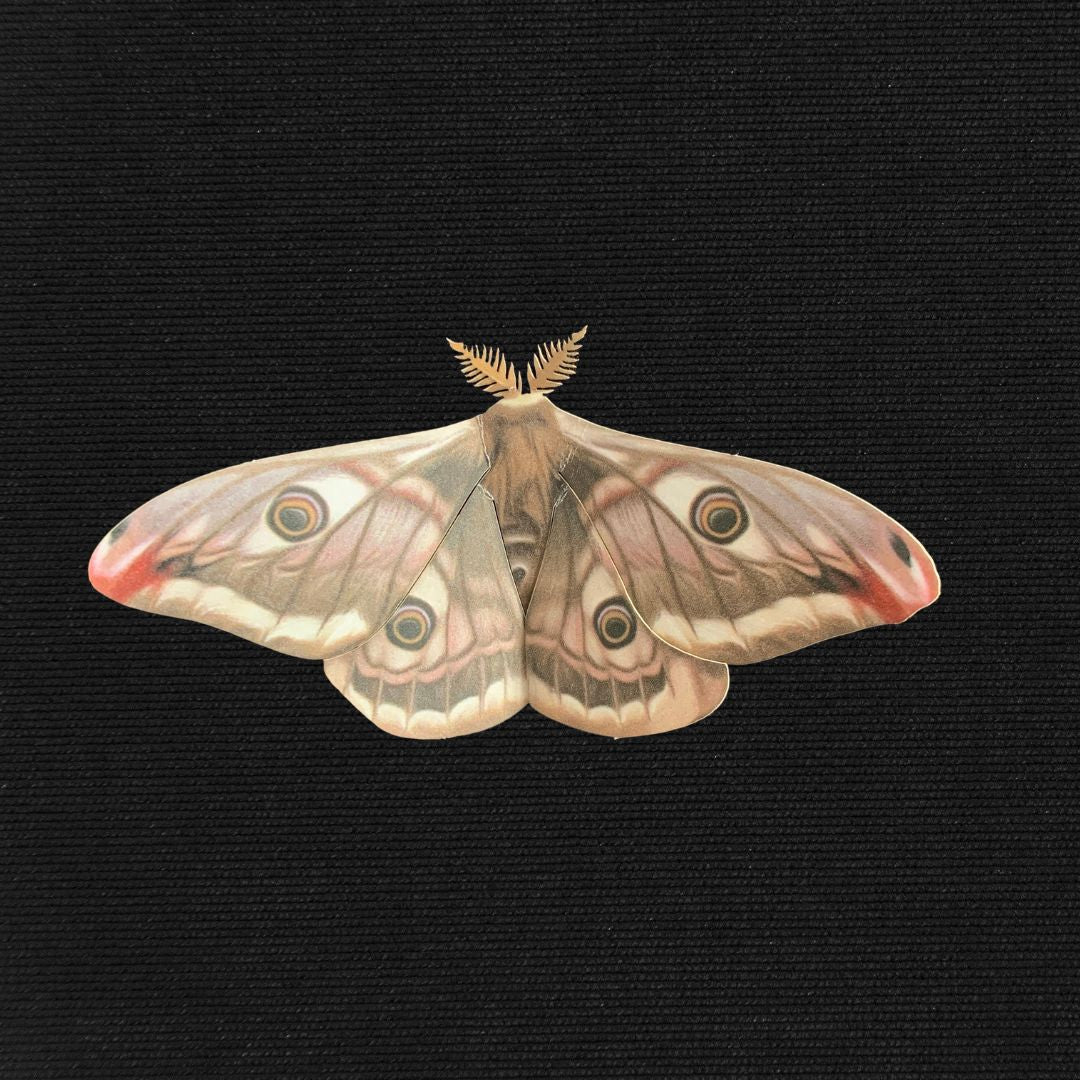 Wise Moth - Paper Replica Moth Specimen