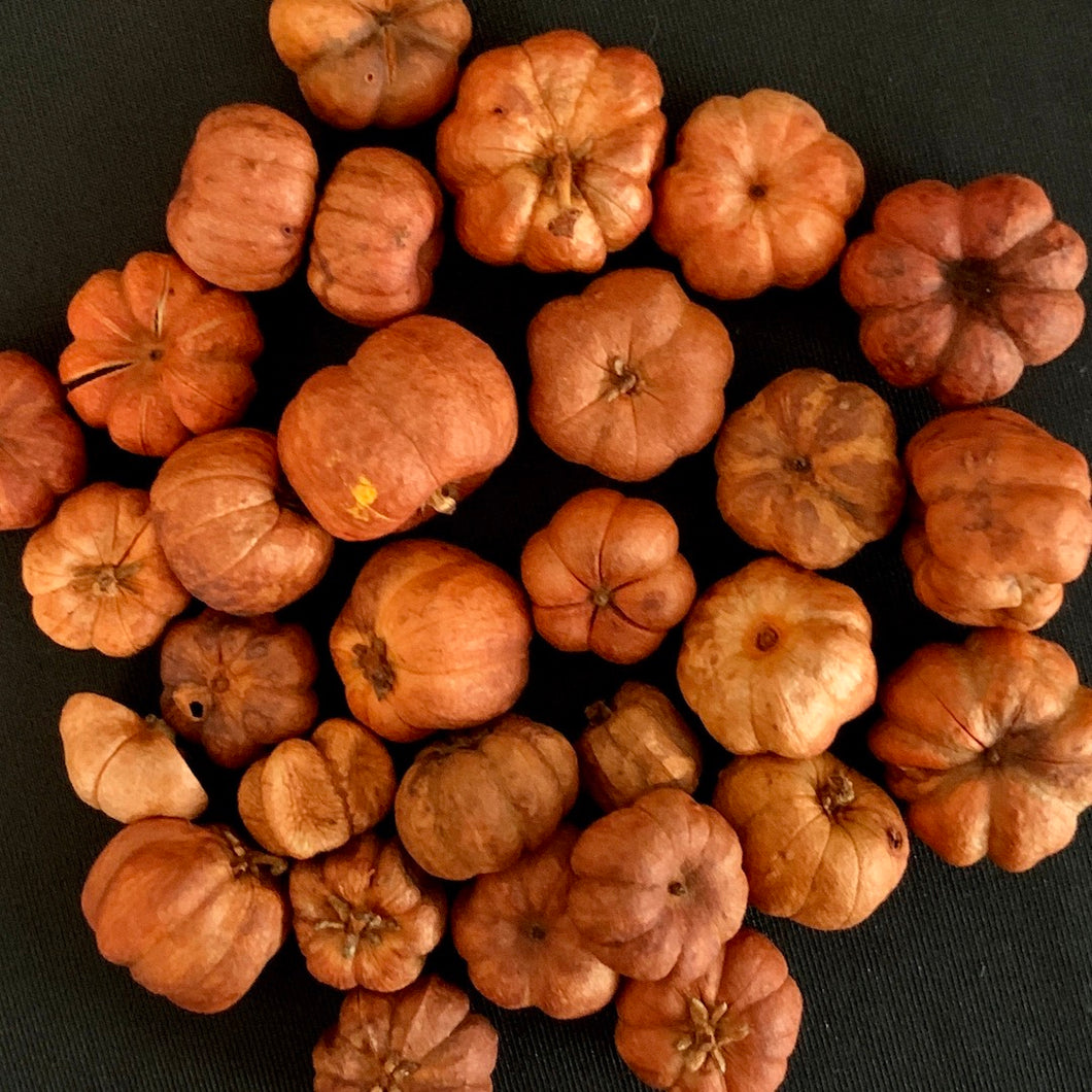 Pumpkin Favor - Bundle of Putka Pods