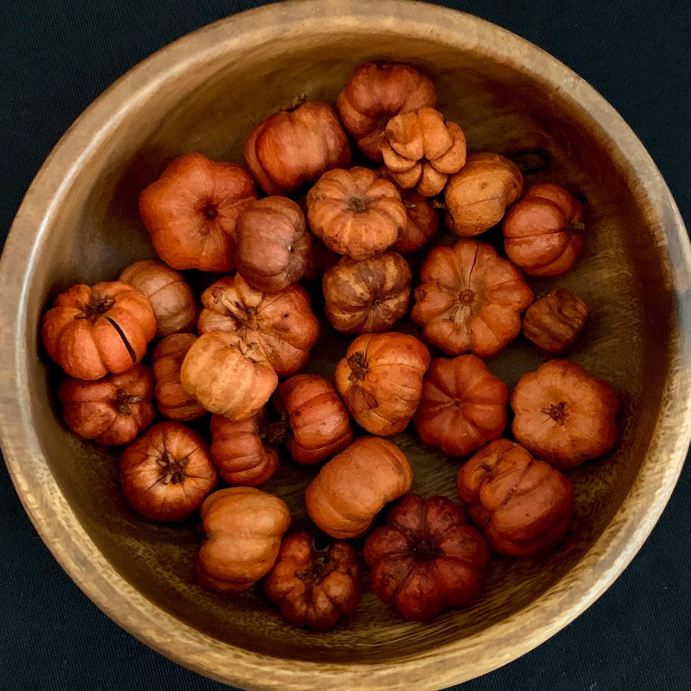 Pumpkin Favor - Bundle of Putka Pods