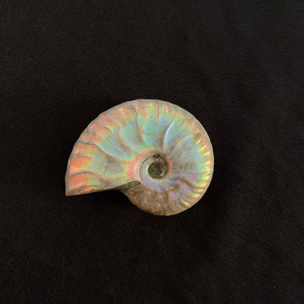 Surprising Pebble - Iridescent Ammonite Fossil