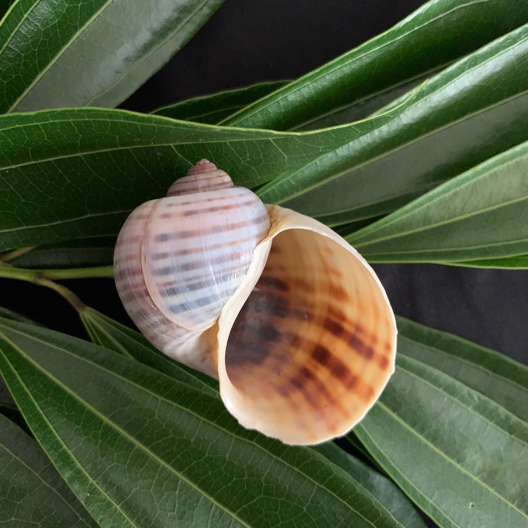 Ssnail Shell Snail Shell - Ethically Sourced Apple Snail Shell – Birdmoss