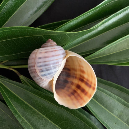 Snail Shell - Ethically Sourced Apple Snail Shell
