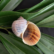 Load image into Gallery viewer, Snail Shell - Ethically Sourced Apple Snail Shell

