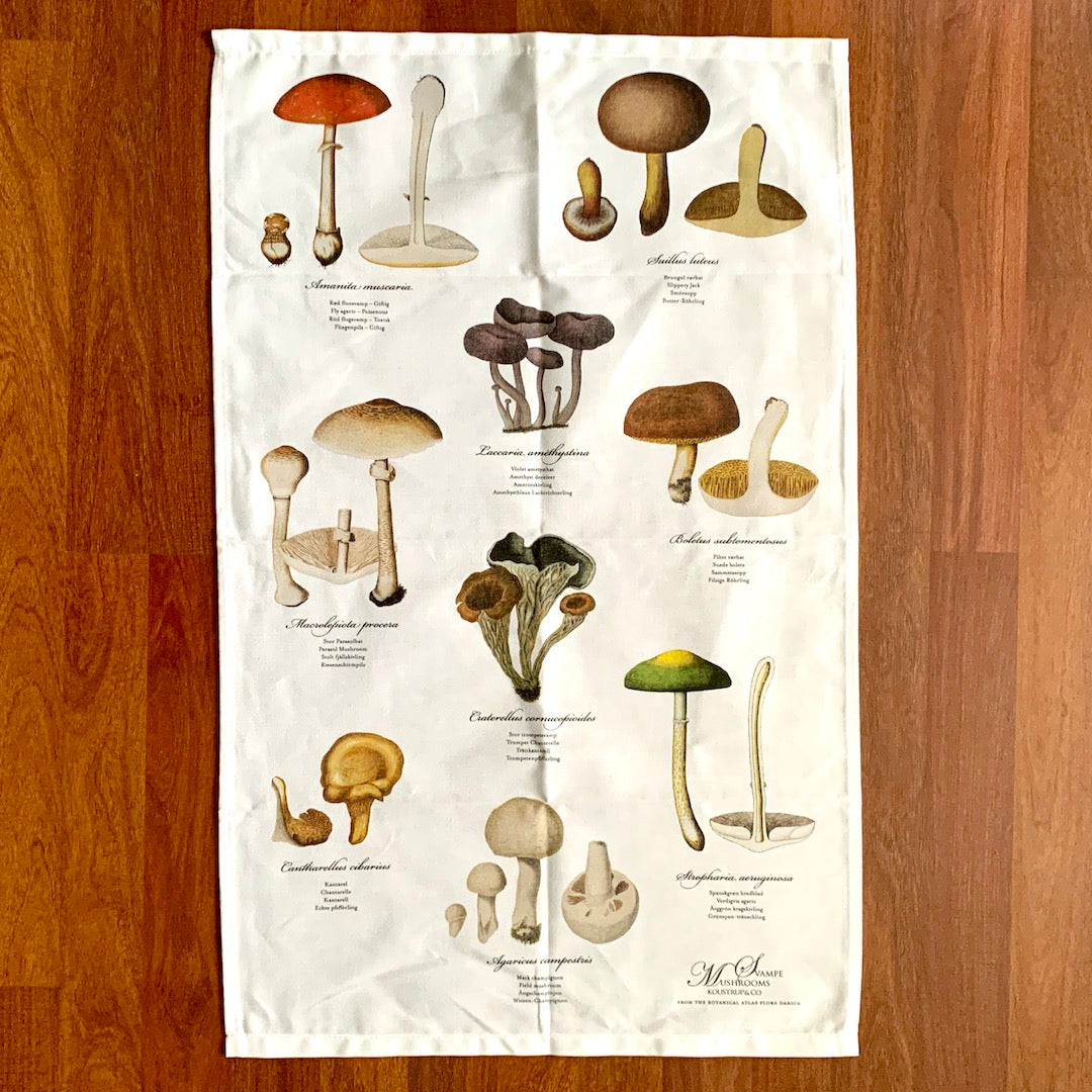 Birdmoss Subscription Mushrooms Gift Box