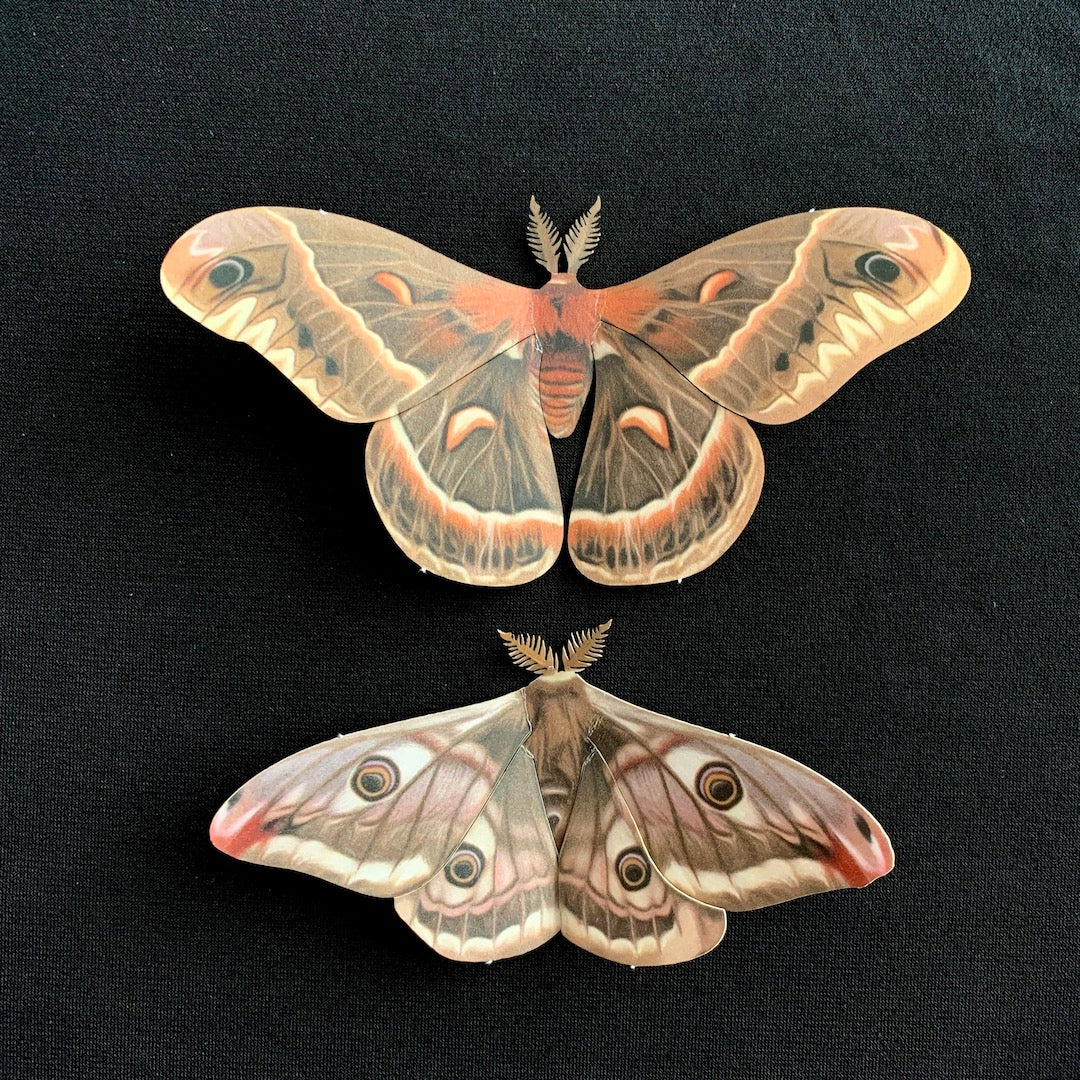 Wise Moth - Paper Replica Moth Specimen