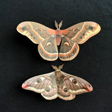 Load image into Gallery viewer, Wise Moth - Paper Replica Moth Specimen
