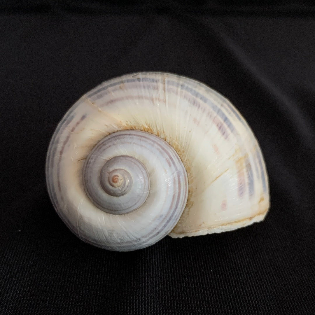 Snail Shell - Ethically Sourced Apple Snail Shell